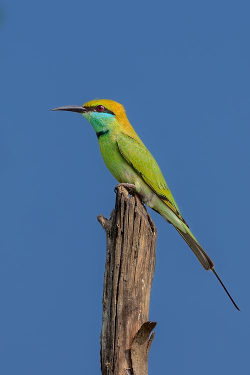 Free Vibrant blue-tailed bee-eater perched against a clear blue sky in Andhra Pradesh, India. Stock Photo