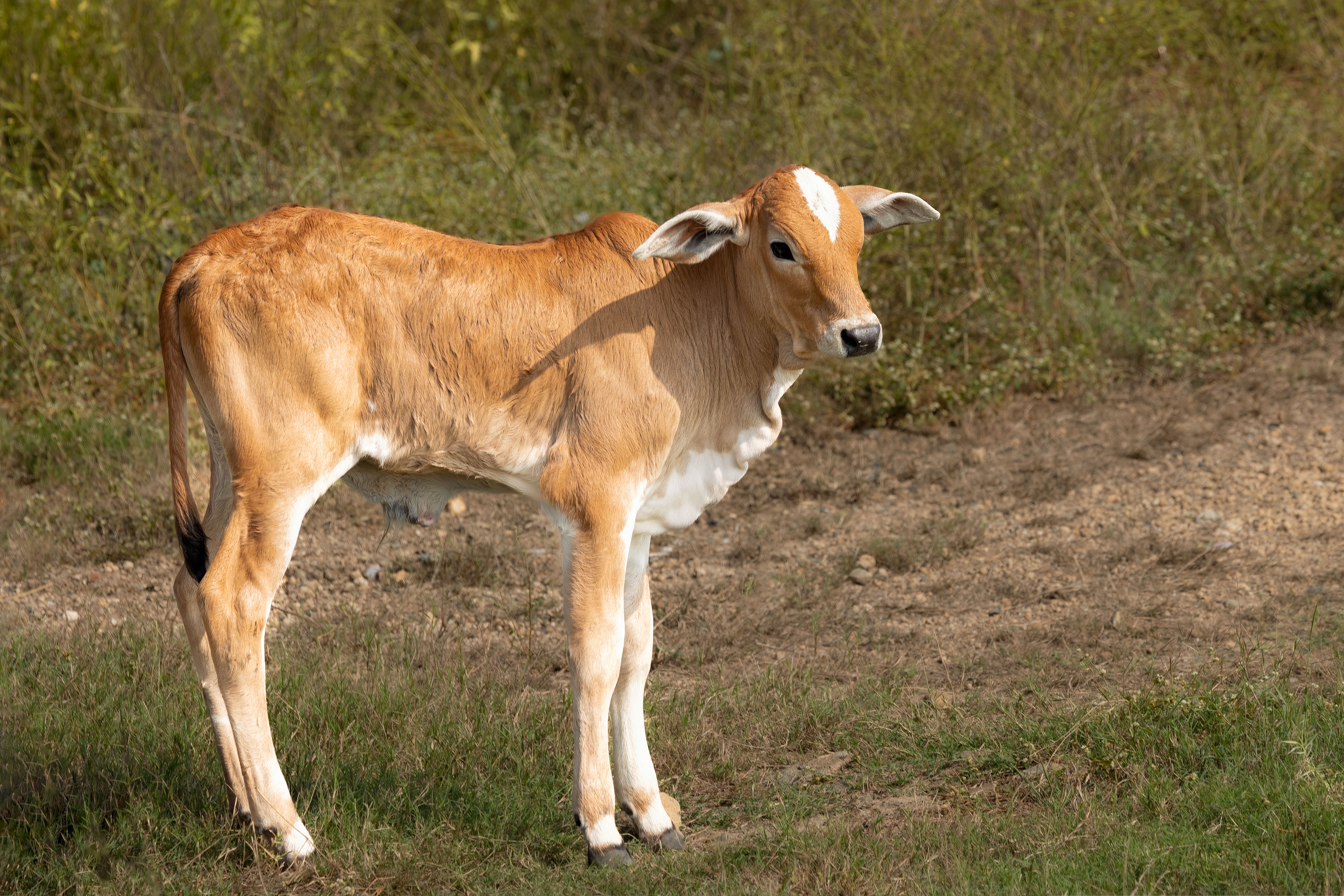 Close-up of a young calf standing in a field in Andhra Pradesh, India. | Indian Village Development