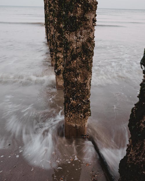 Wood Pilings with Moss