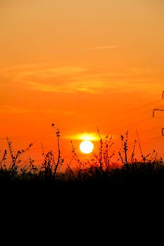 Vivid sunset with silhouetted branches, creating a dramatic sky scene.