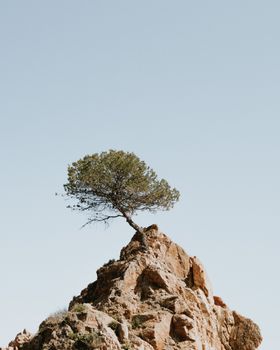 一棵树孤独地矗立在岩石悬崖上，象征着崎岖自然中的韧性