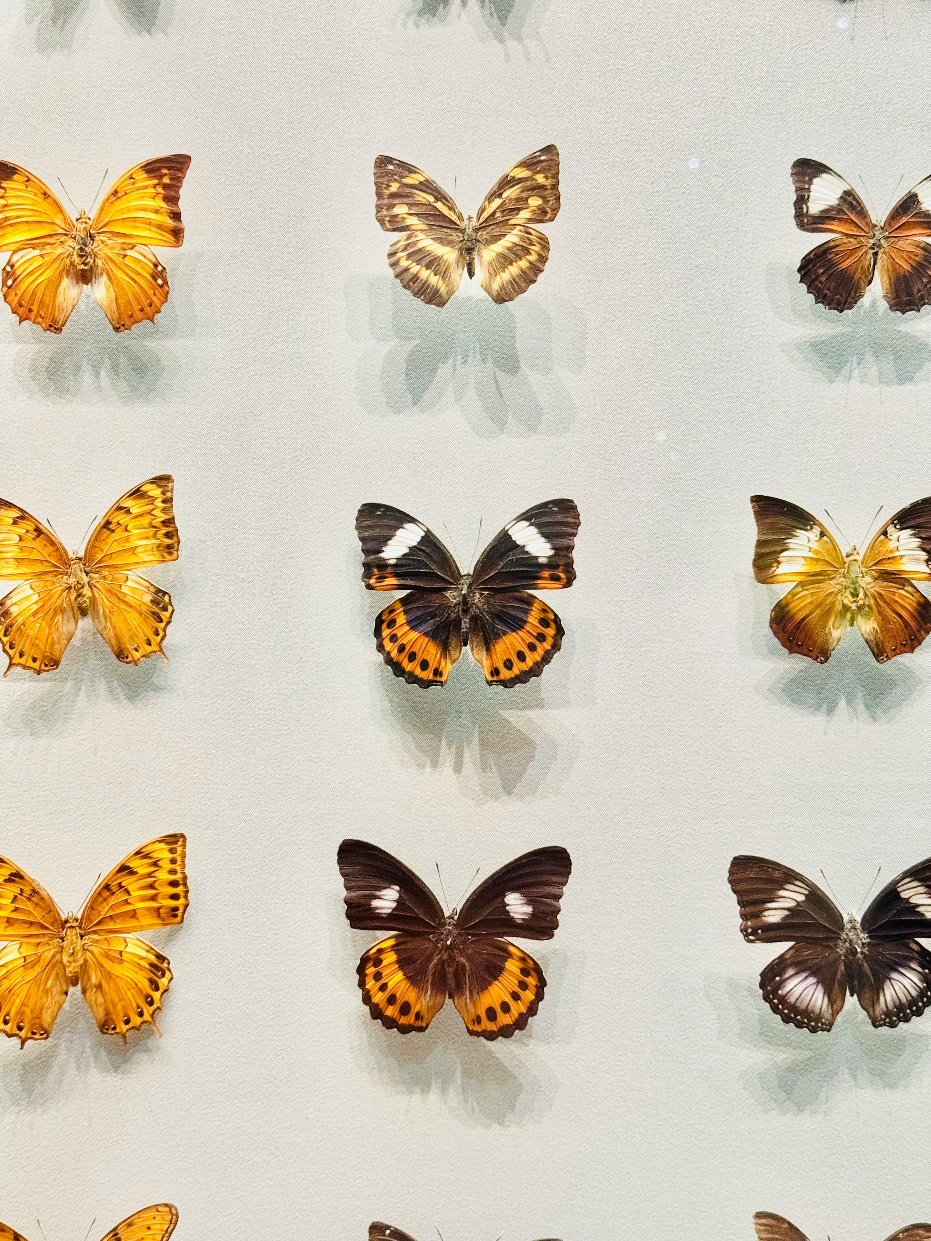 vibrant butterfly display in a museum setting