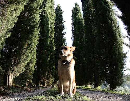 pet insurance with unlimited coverage