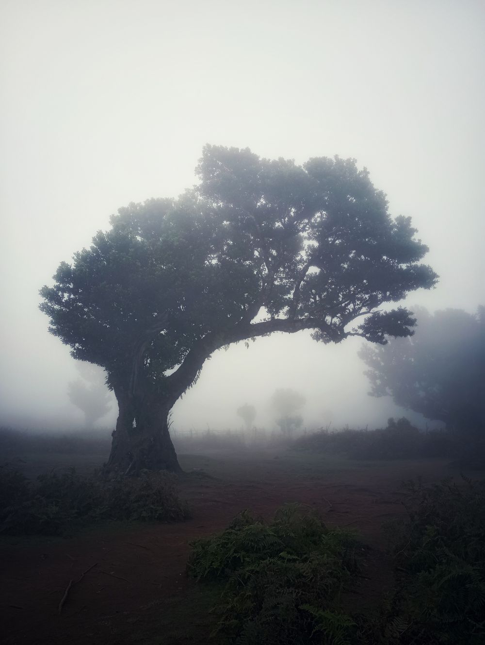 Laur bătrân învăluit în ceață în pădurea Fanal, Madeira