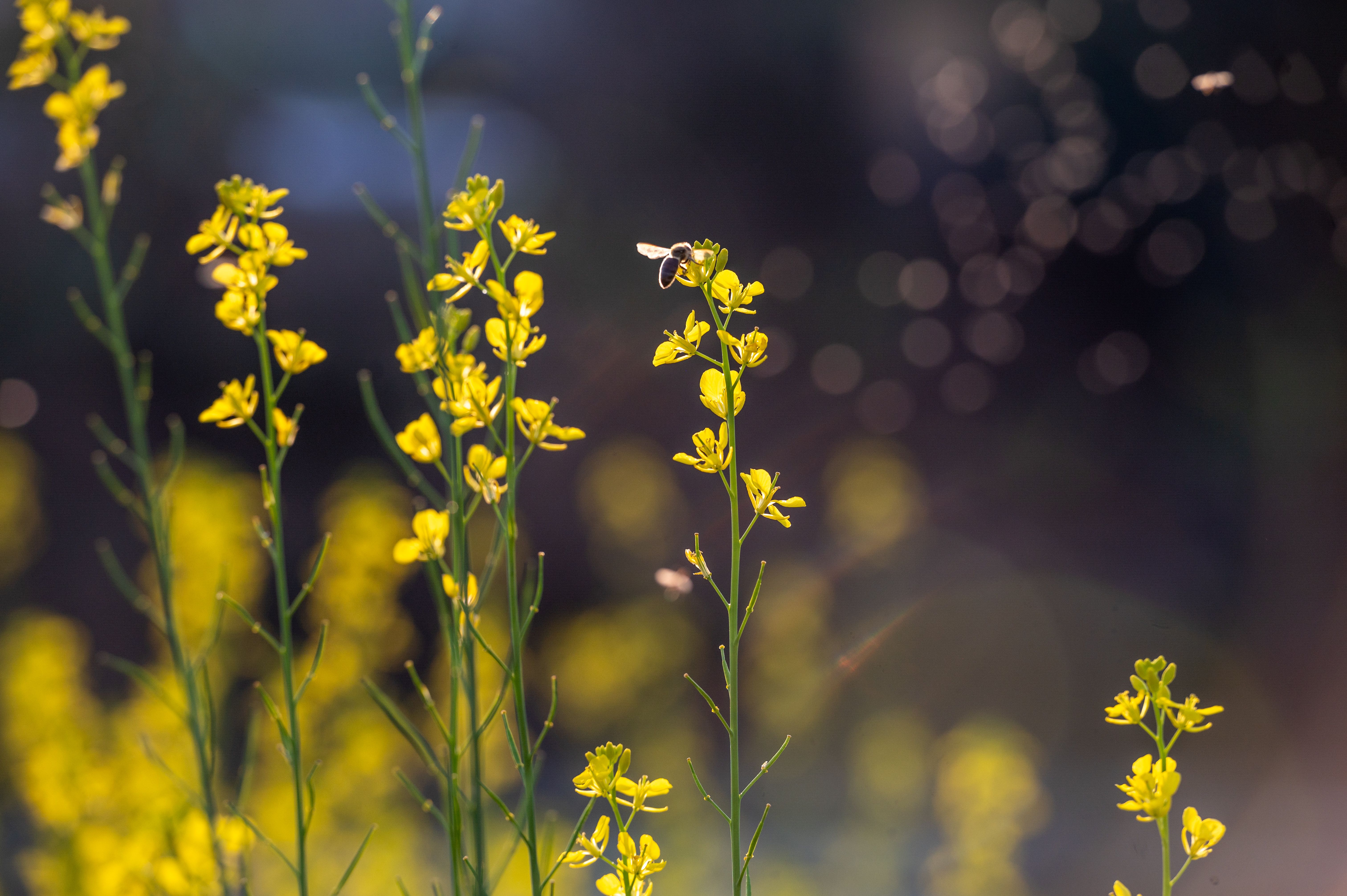 Can a Mustard Seed Be Cross-Pollinated? - Chef's Resource
