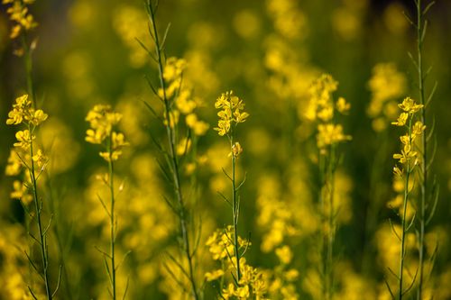 Free A beautiful mustard field with vibrant yellow flowers in full bloom, capturing the essence of spring. Stock Photo