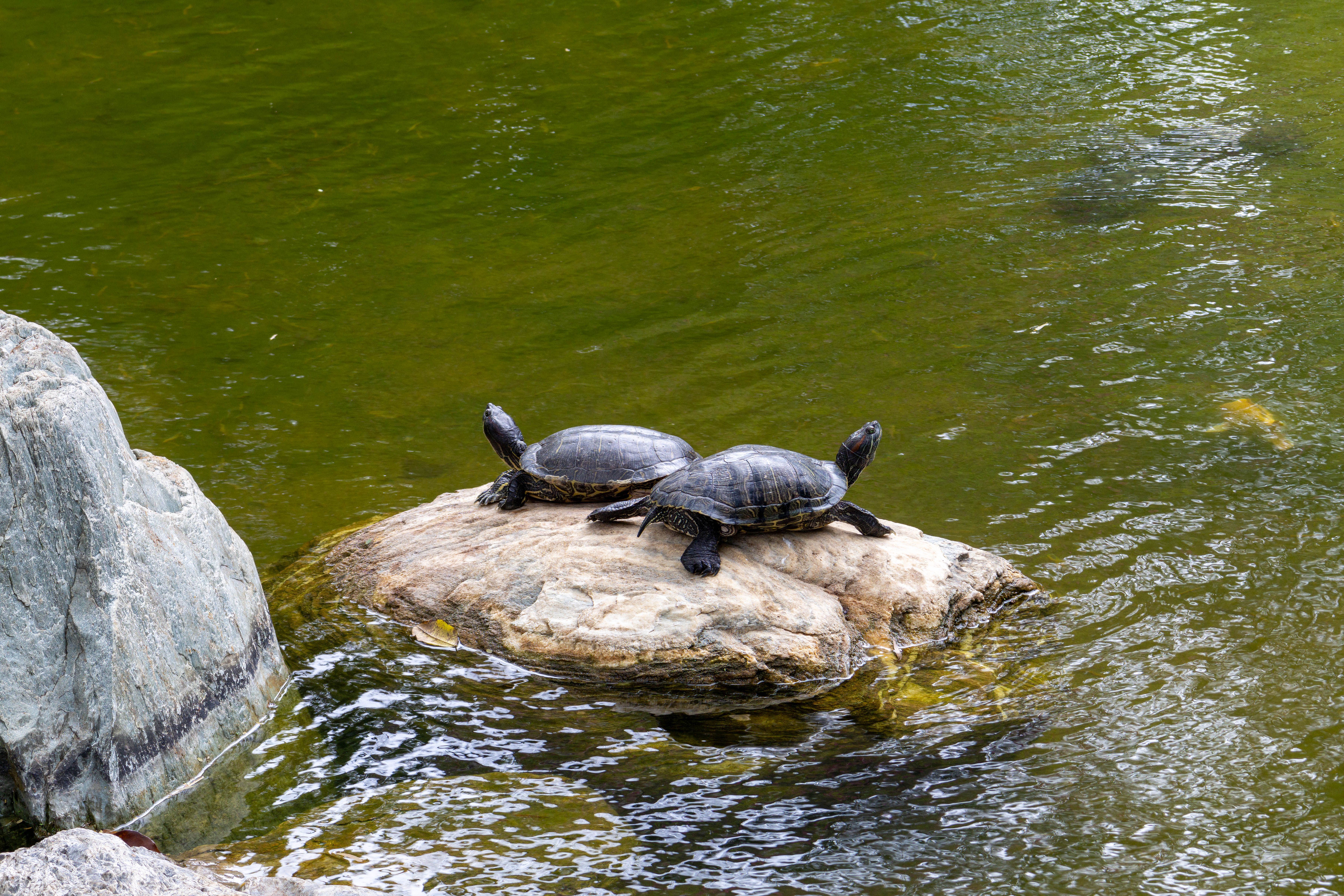 Should I move a turtle? - The Institute for Environmental Research and ...