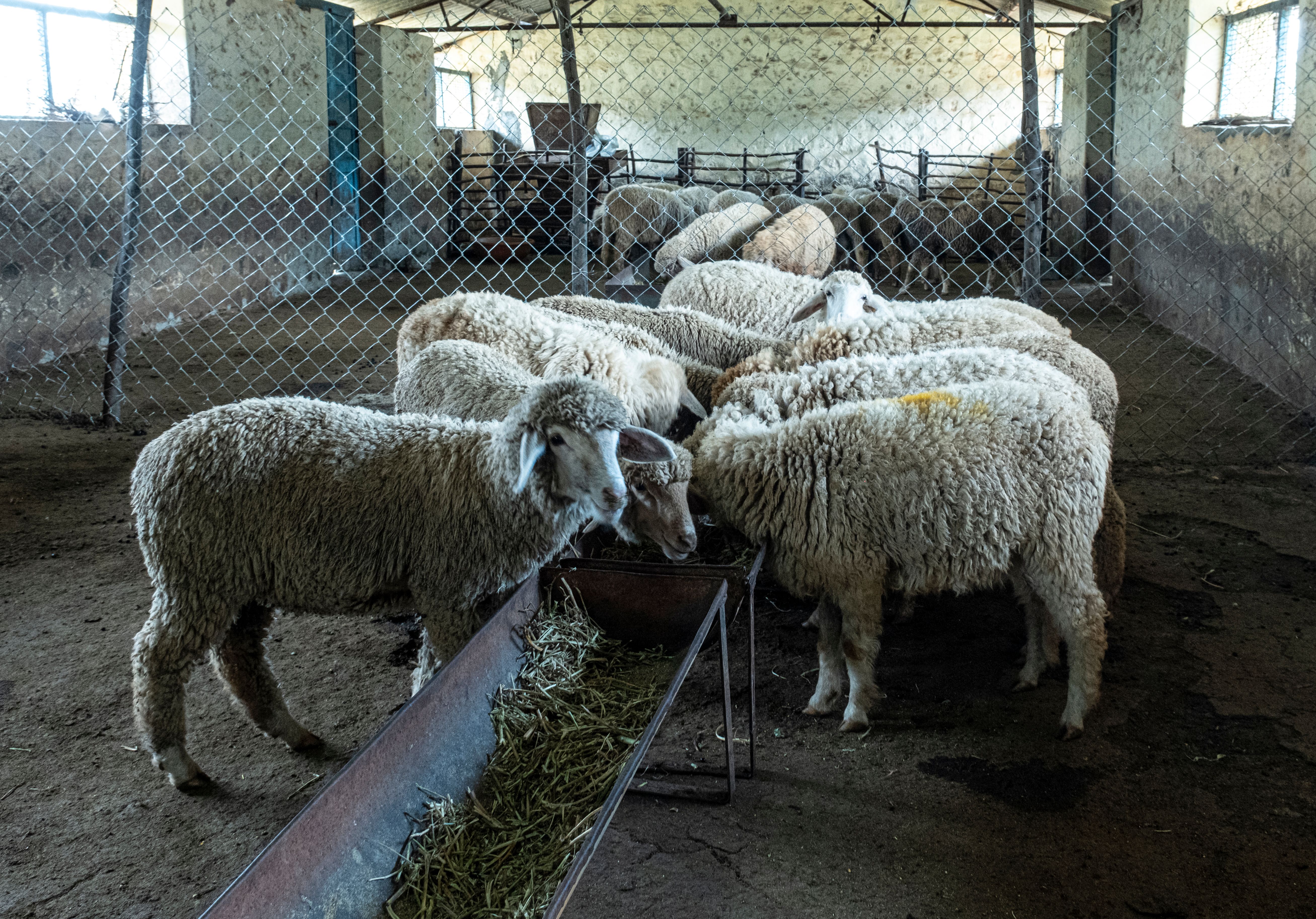 Animal originated products; not elsewhere specified or included