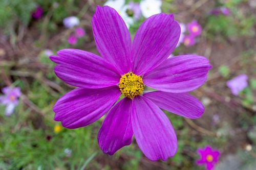 Free Detailed view of a vivid purple cosmos flower with a bright yellow center, capturing its natural beauty. Stock Photo