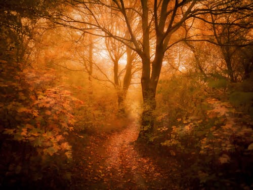 Foto stok gratis alam, hutan suasana musim gugur, jalur