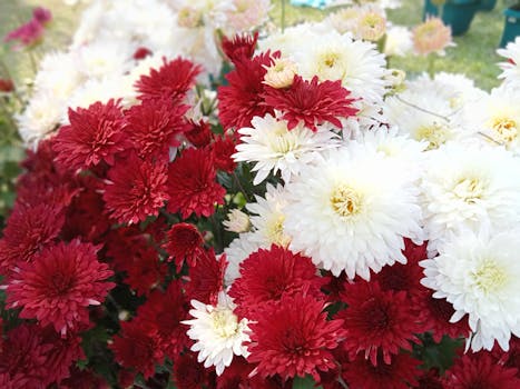 Vibrant red and white chrysanthemums in full bloom, perfect for floral decor.