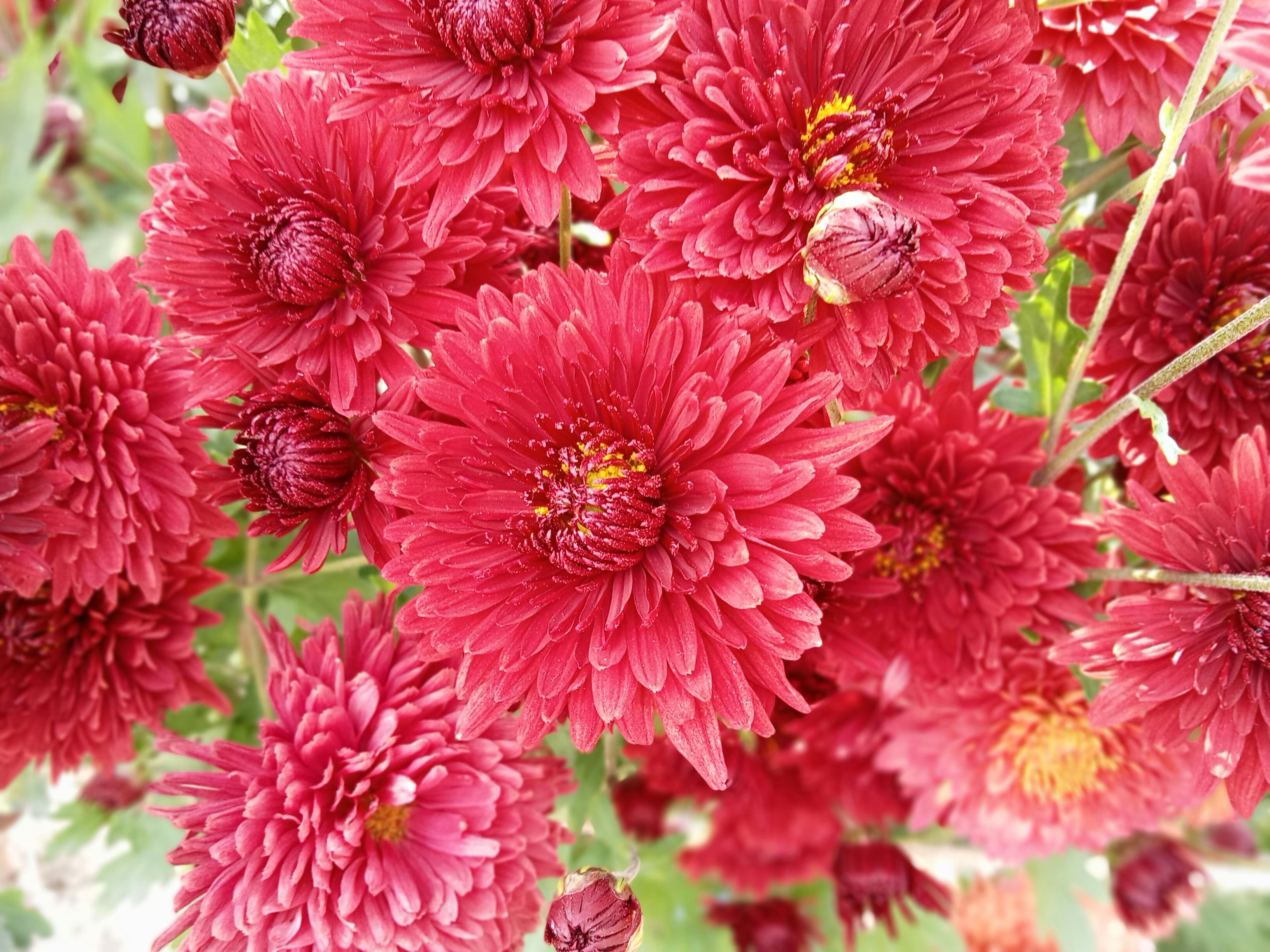Close-up of vivid red chrysanthemums in natural garden setting, showcasing intricate petal details.