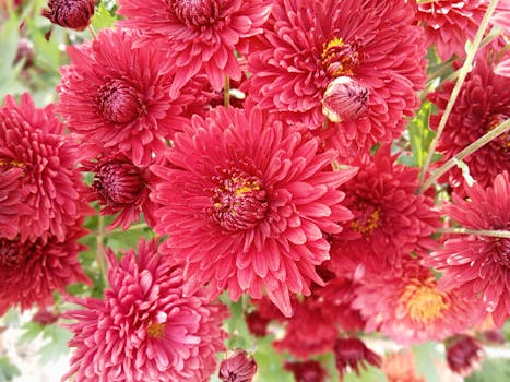 Close-up of vivid red chrysanthemums in natural garden setting, showcasing intricate petal details.