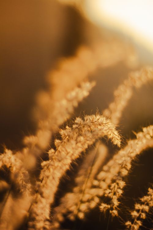 Free Warm, golden close-up of wheat stalks in sunlight showcasing soft textures. Stock Photo