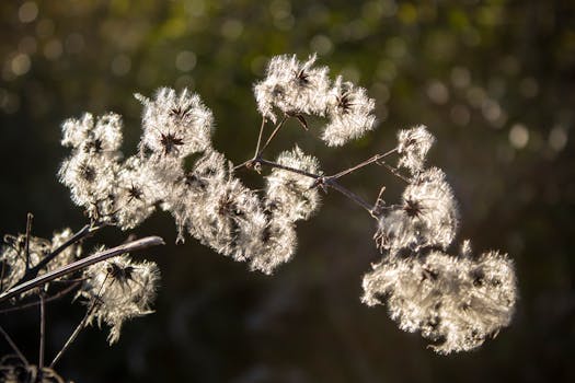 Image by Regina Tommasi