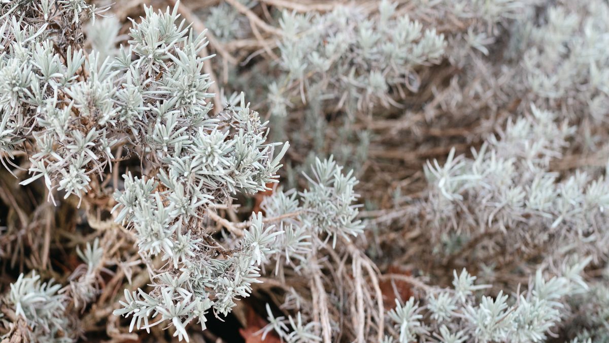 Les meilleures plantes pour un jardin résistant à la chaleur à Angers