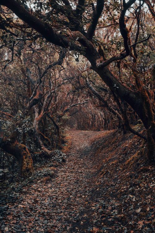 Free A serene autumn path through a forest with arching trees creating a natural canopy. Stock Photo