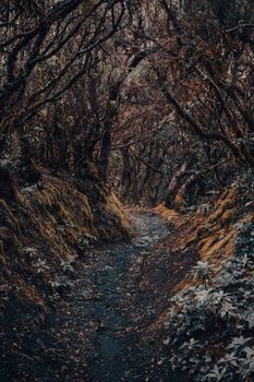A dimly lit forest path with overhanging trees creating a mystical and adventurous atmosphere.
