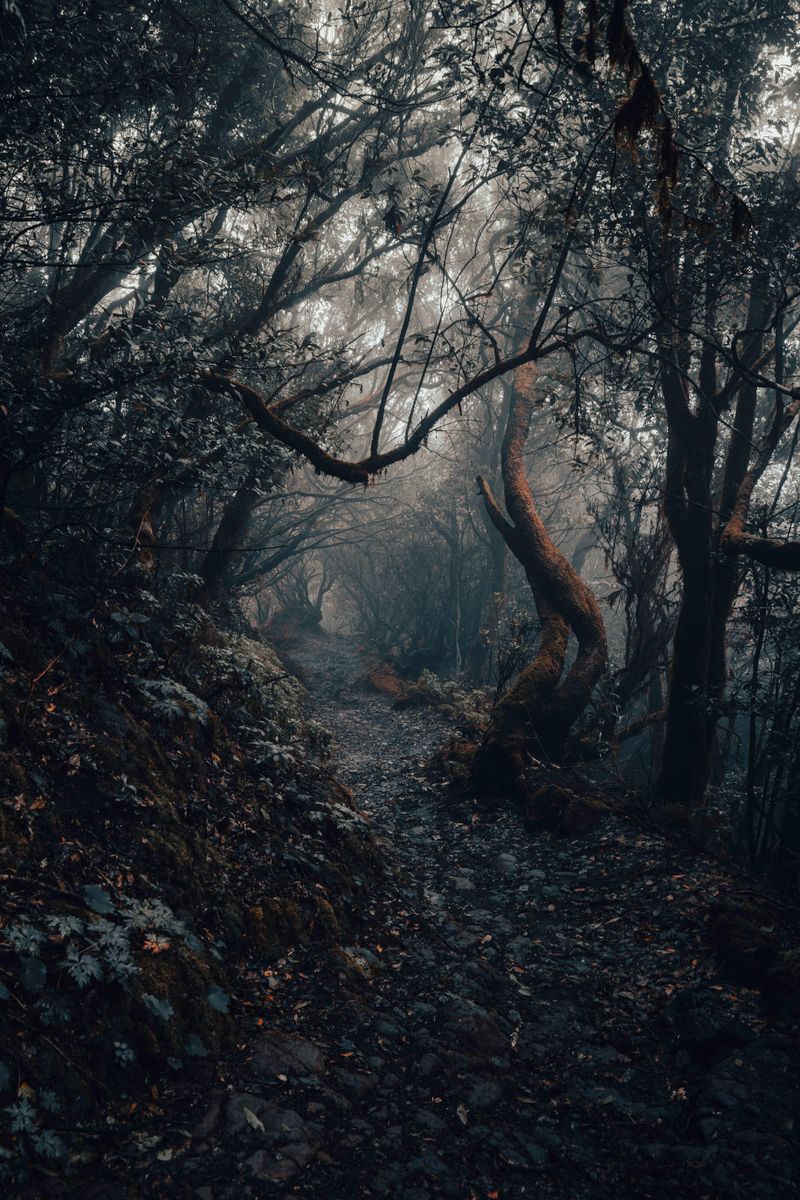 mysterious dark forest path mist