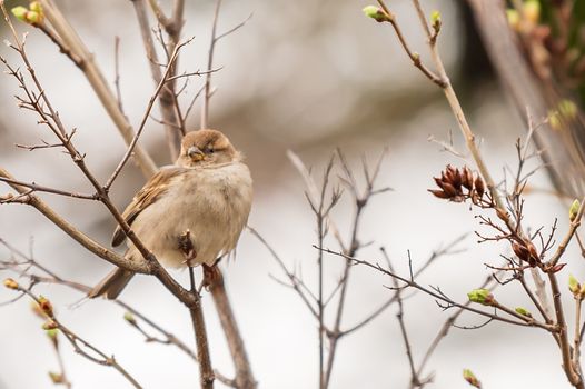 Charming sparrow on a budding branch signaling the arrival of spring in Italy.