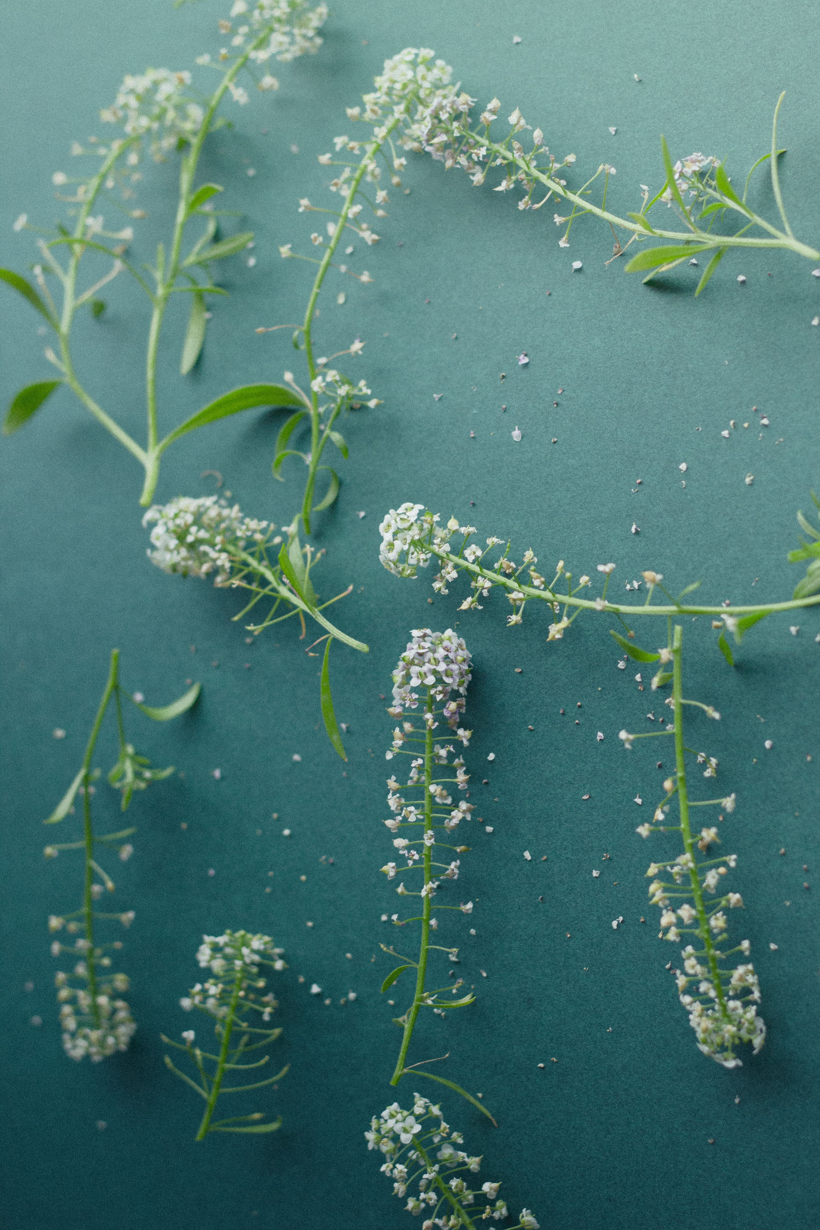 Close-up of delicate white flowers displayed artistically on a green background, emphasizing natural beauty.