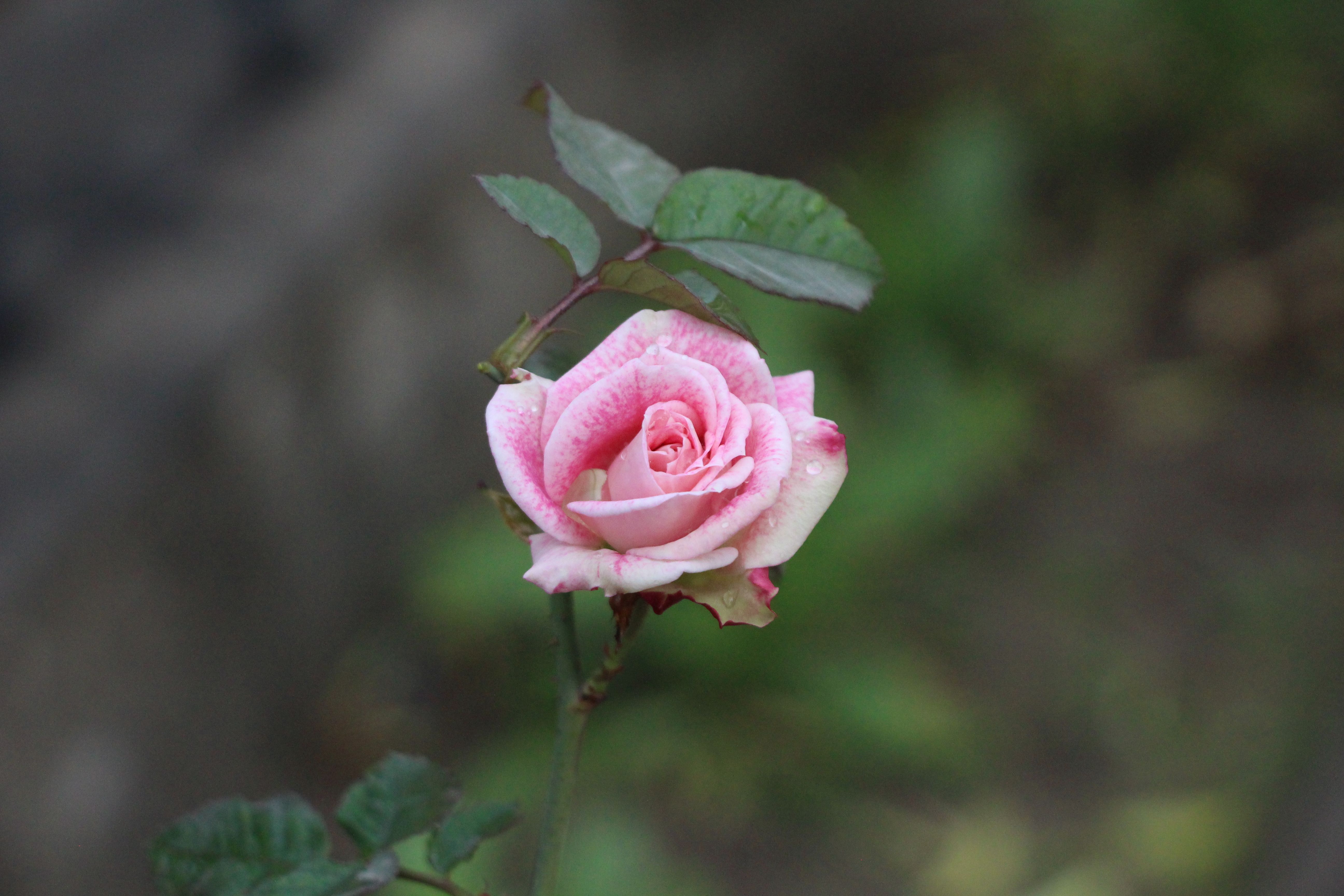 Close-up of a Pink Rose in Full Bloom · Free Stock Photo