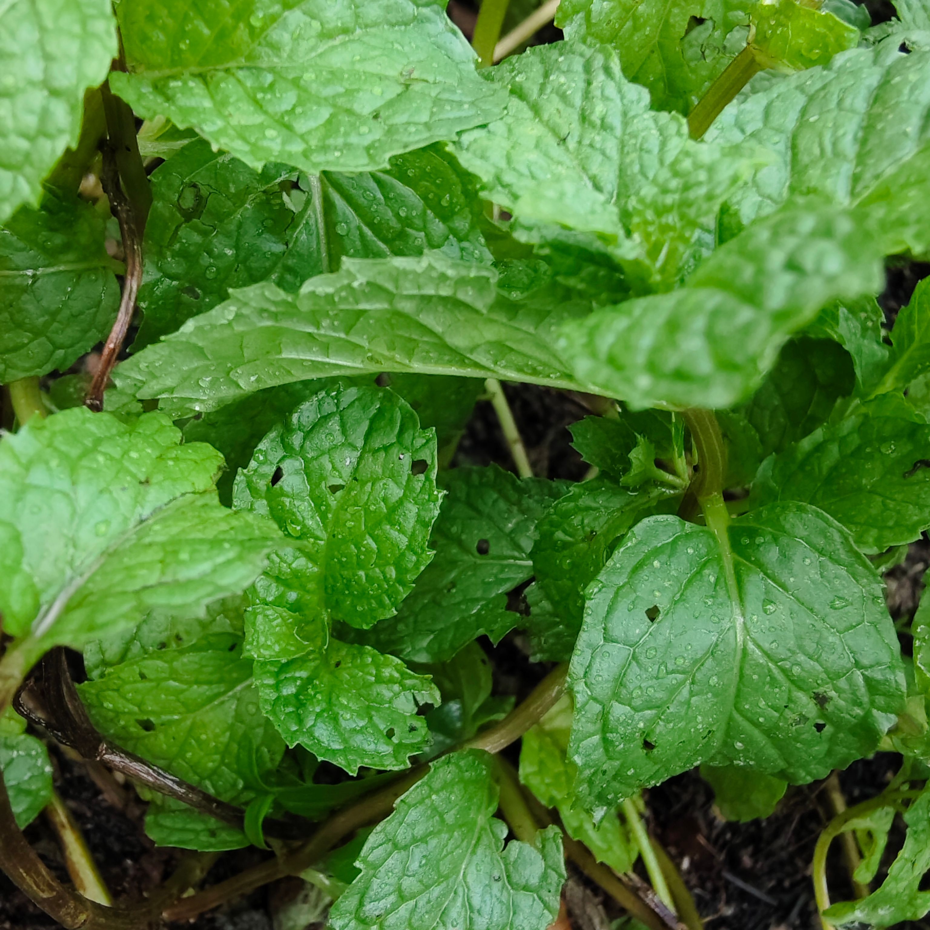 Fresh mint leaves with dew droplets