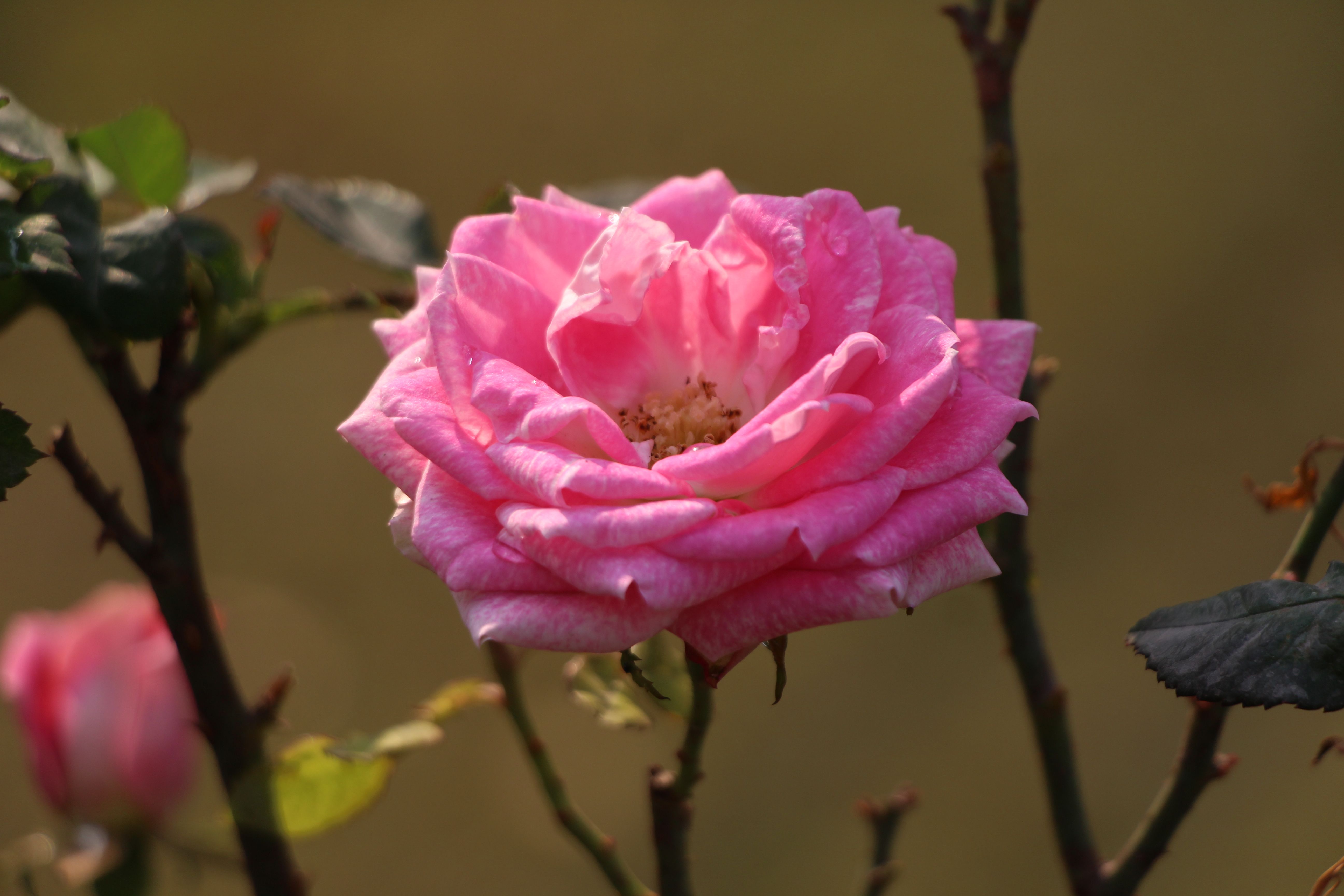 Close-up of a Vibrant Pink Rose in Bloom Outdoors · Free Stock Photo