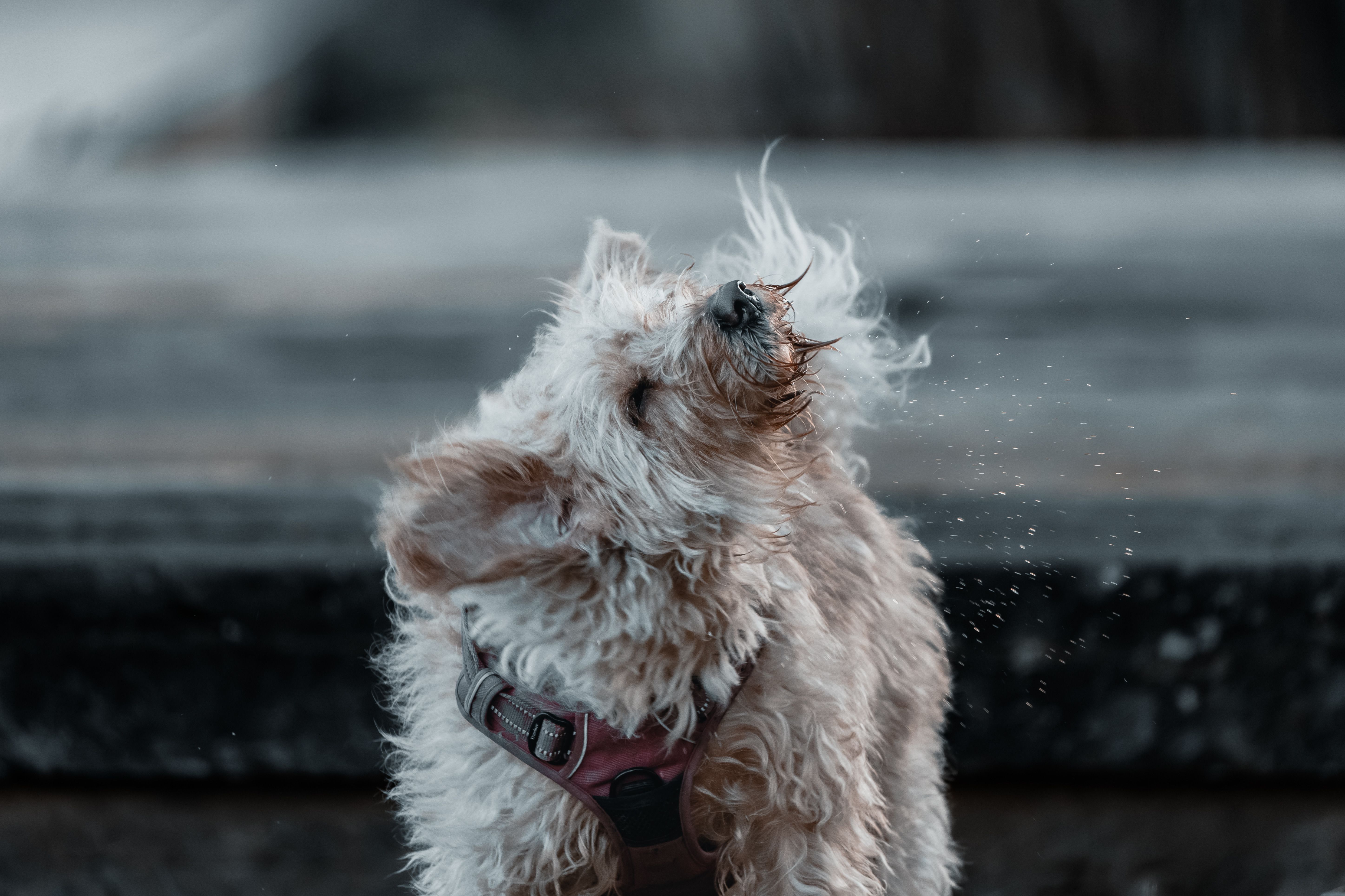 Adorable small fluffy dog shaking water outdoors, fun and playful moment.