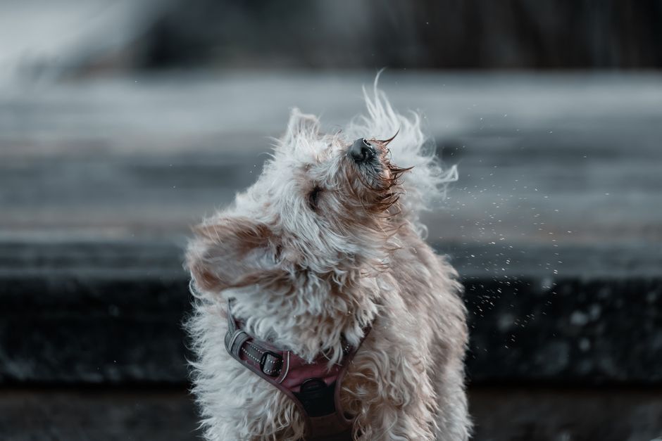 Adorable small fluffy dog shaking water outdoors, fun and playful moment.