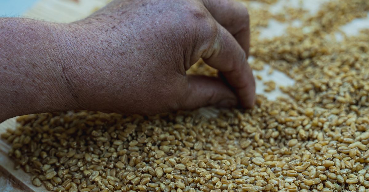 Hand Sorting Solid Solid Hand sorting grains on wooden table · Free Stock Photo