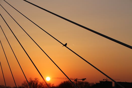 A striking silhouette of a bird perched on bridge cables against an orange sunset in Kehl, Germany.