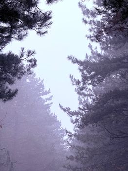A serene misty forest view with evergreens on a peaceful winter morning.