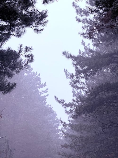 Misty evergreen forest on a winter morning — photo by AX on Pexels