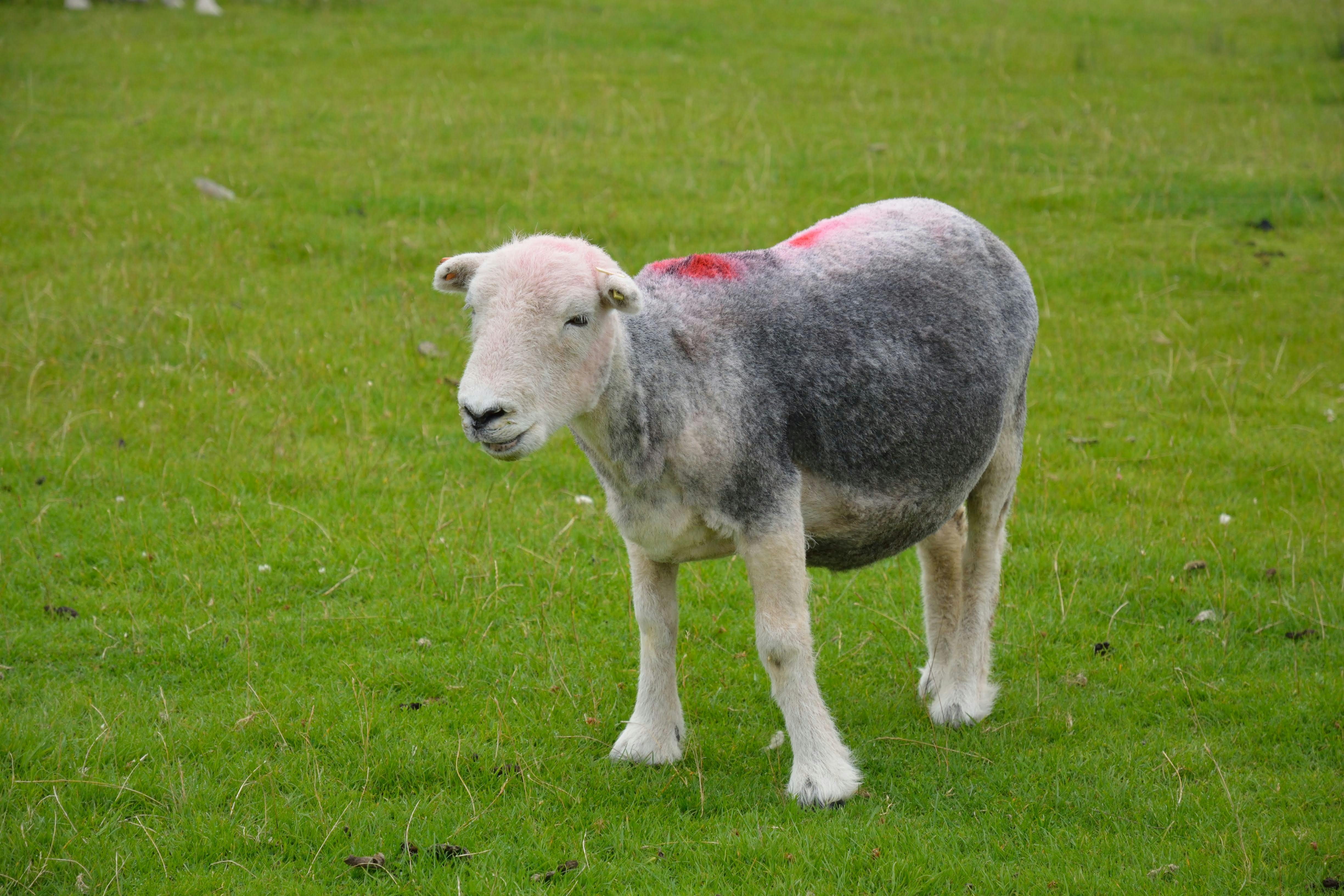 A lone sheep with distinctive markings stands on a vibrant green grass field on a clear day.