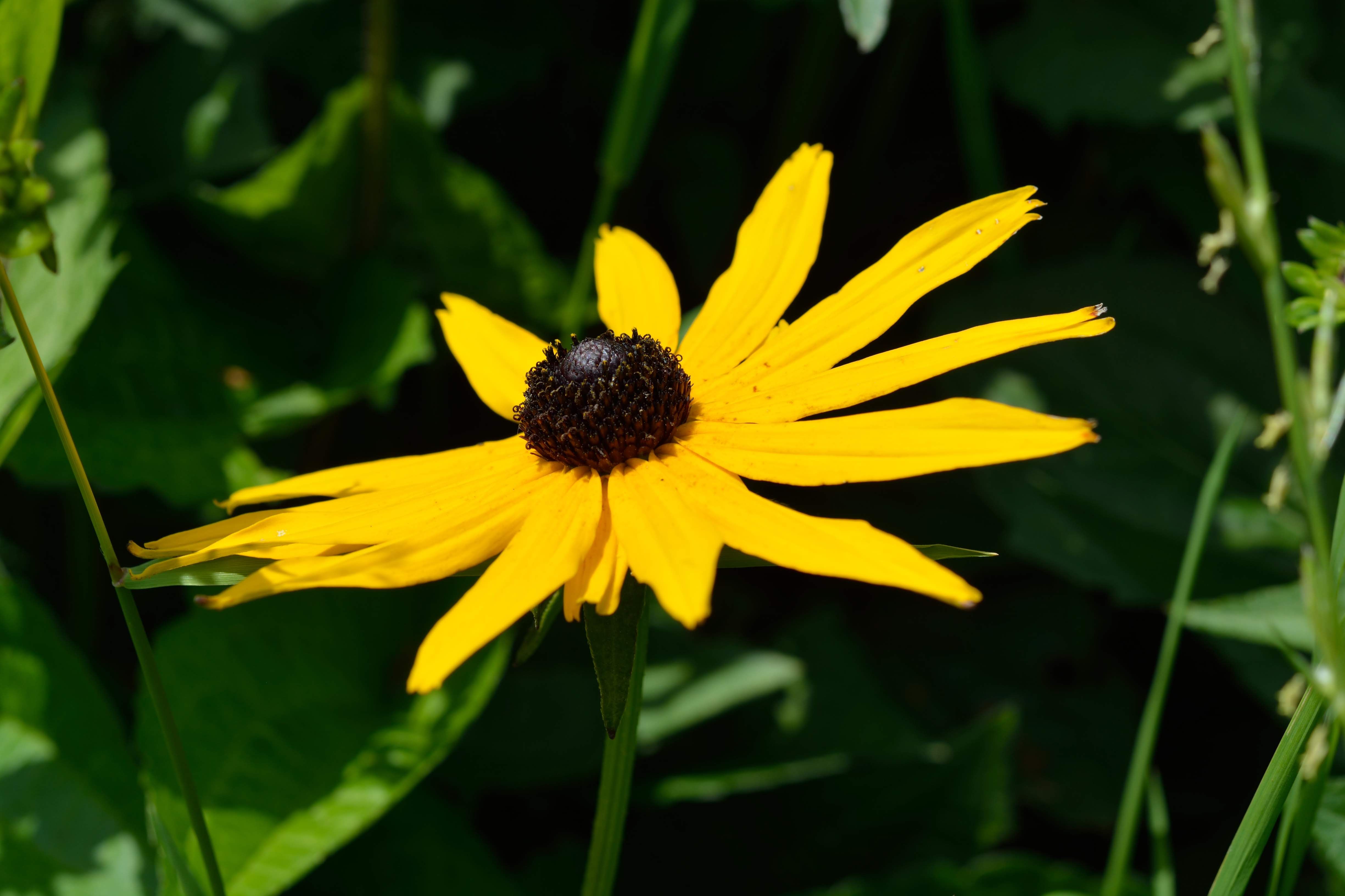 Vibrant Yellow Black-Eyed Susan in Bloom · Free Stock Photo