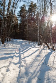 A serene snowy path through a sunlit winter forest capturing nature's beauty.