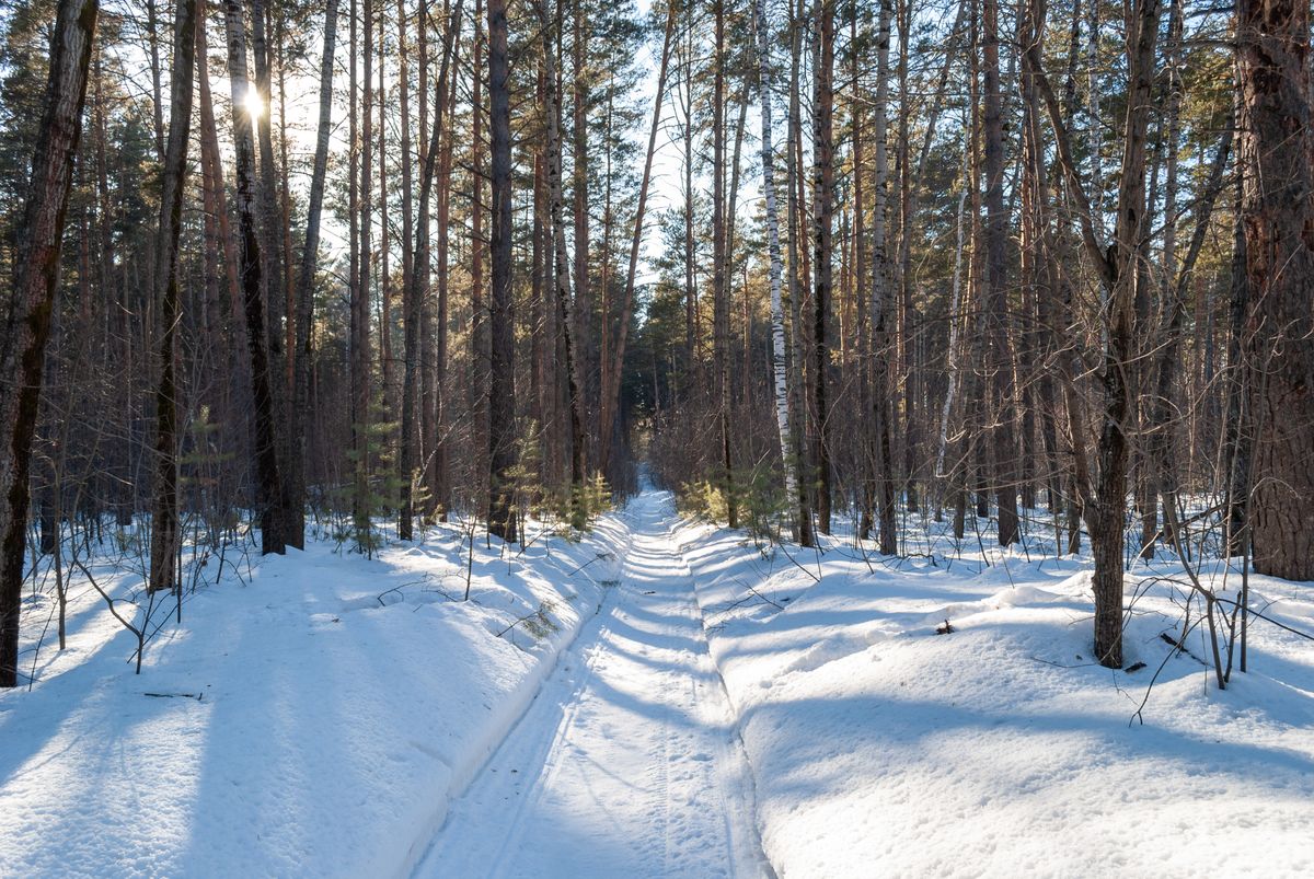 Sillons de piste damée sur un sentier enneigé traversant de grands conifères d'hiver