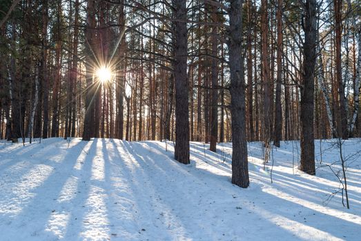 Sunlight peeks through tall pine trees in a snowy forest, casting long shadows.