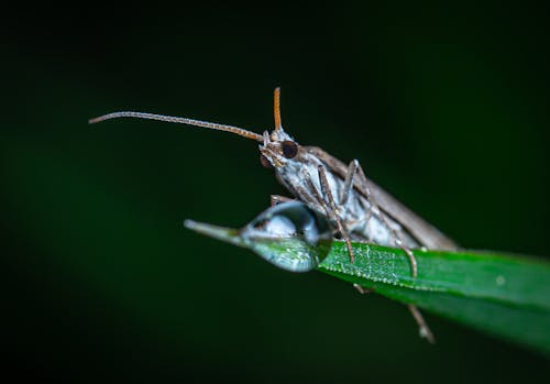 Close-Up Photography of Gray Insect