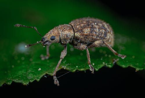 Free Close-Up Photo of Insect Stock Photo