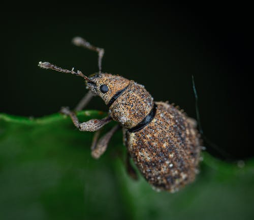 Free Macro Photography of Insect Stock Photo