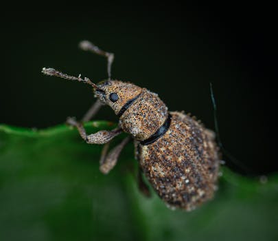 这张叶子上的象鼻虫宏观照片展示了复杂的细节和纹理