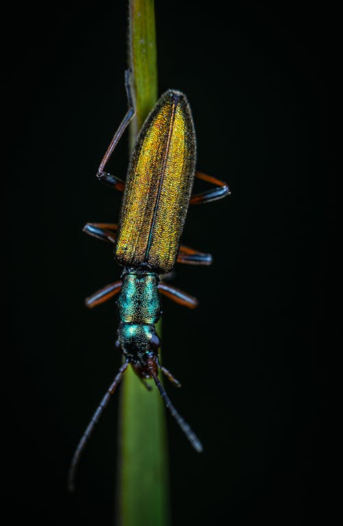 Free Marco Photography of Beetle Stock Photo