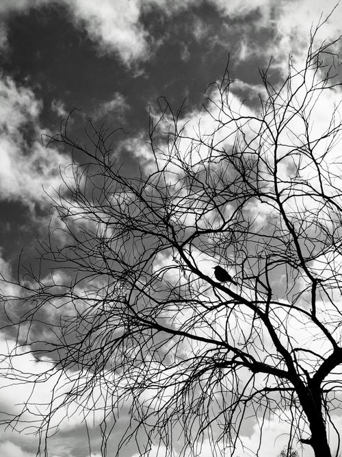 Free Bird Stock Photo