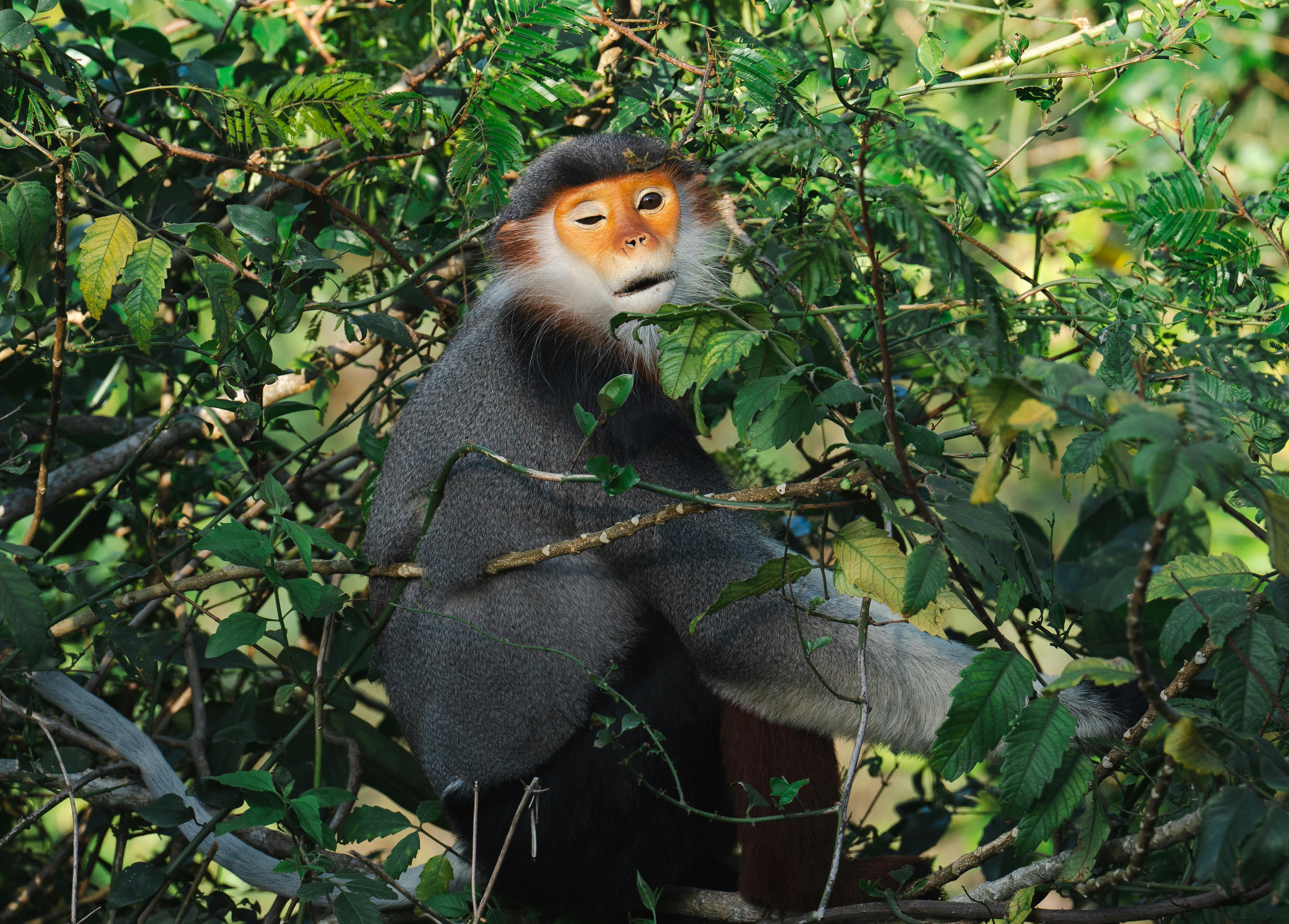 A red-shanked douc langur perched amid dense green foliage in its natural jungle habitat.