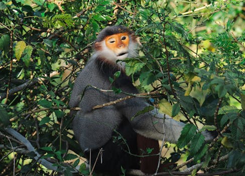 A red-shanked douc langur perched amid dense green foliage in its natural jungle habitat.