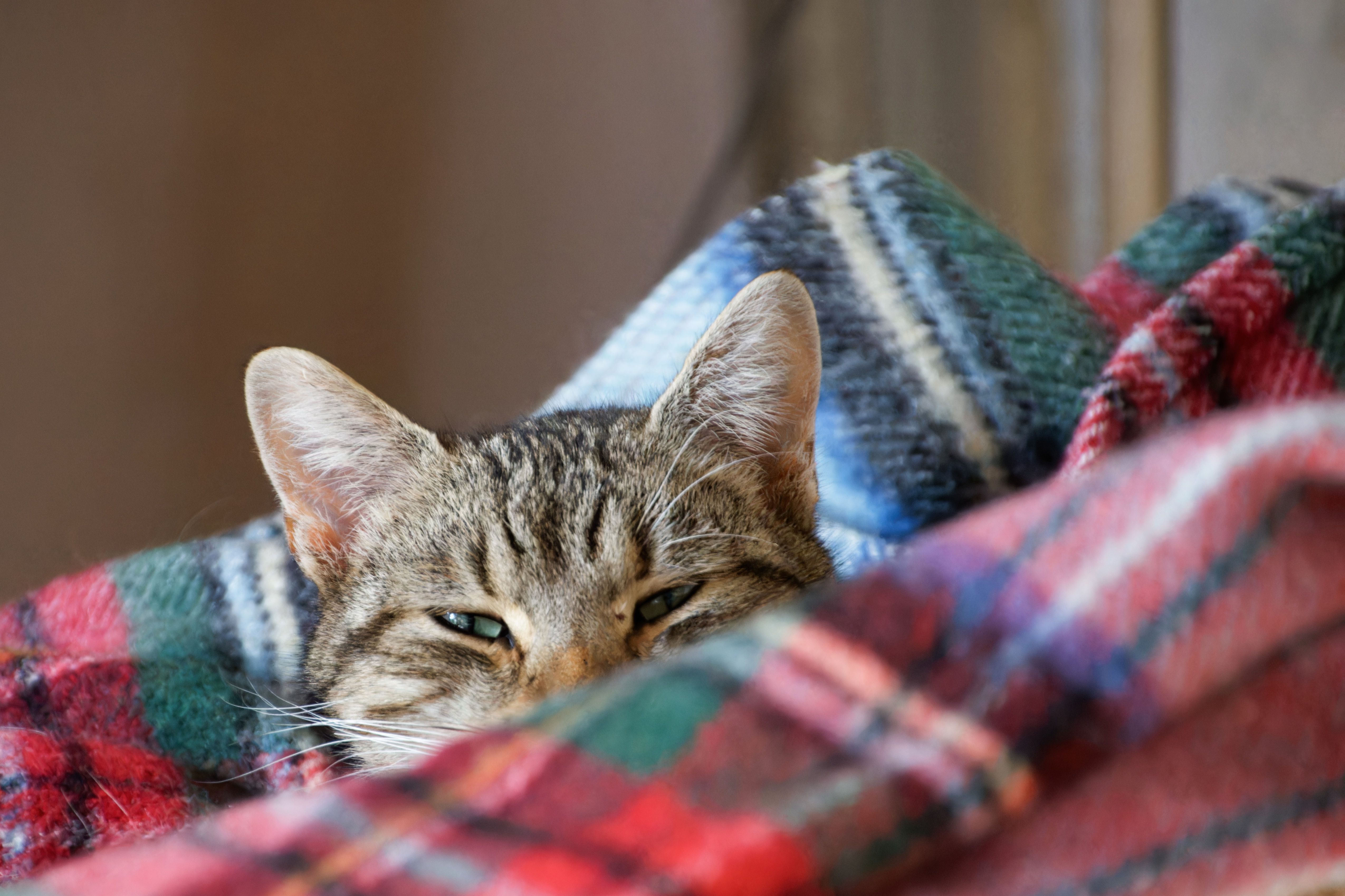 plaid api