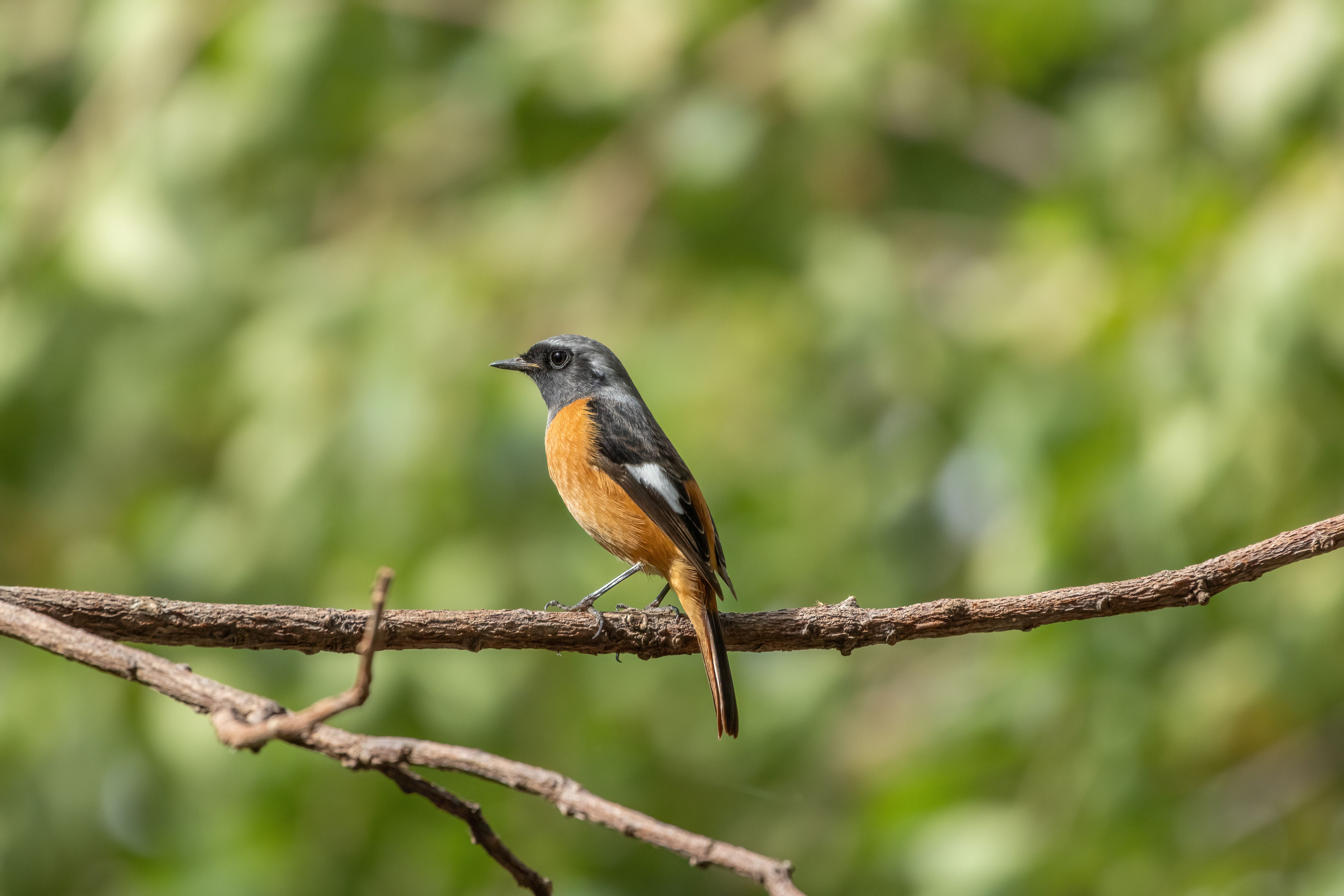 Colorful Daurian Redstart on a Branch in Nature · Free Stock Photo