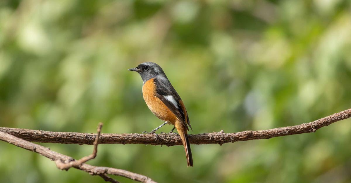 Daurian Rosa Colorful Daurian Redstart on a Branch in Nature · Free Stock Photo